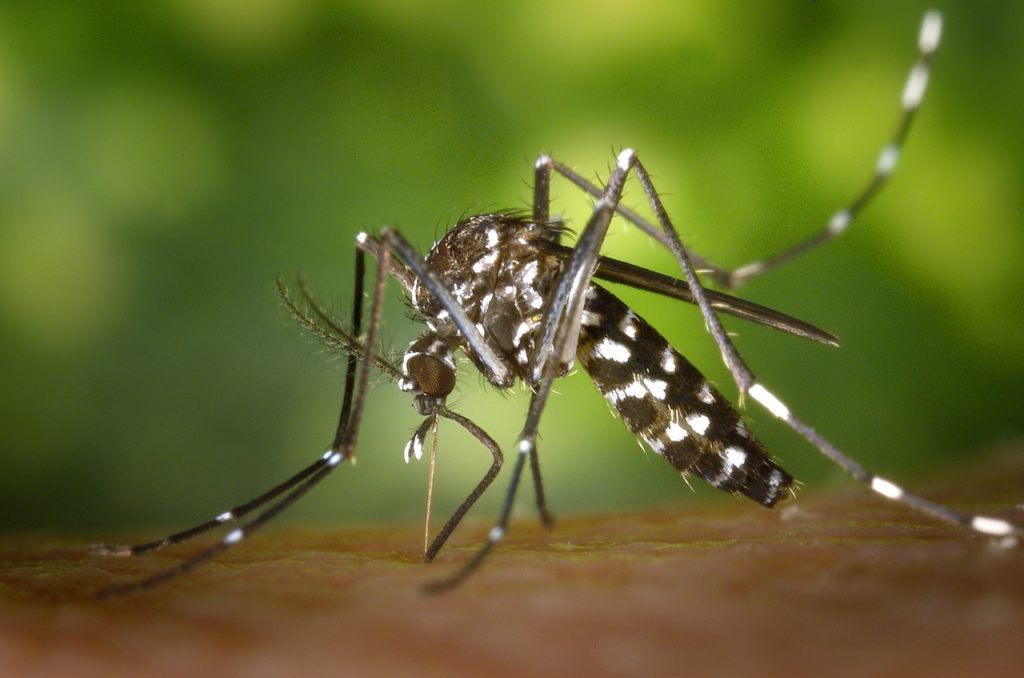 mosquito control Shreveport