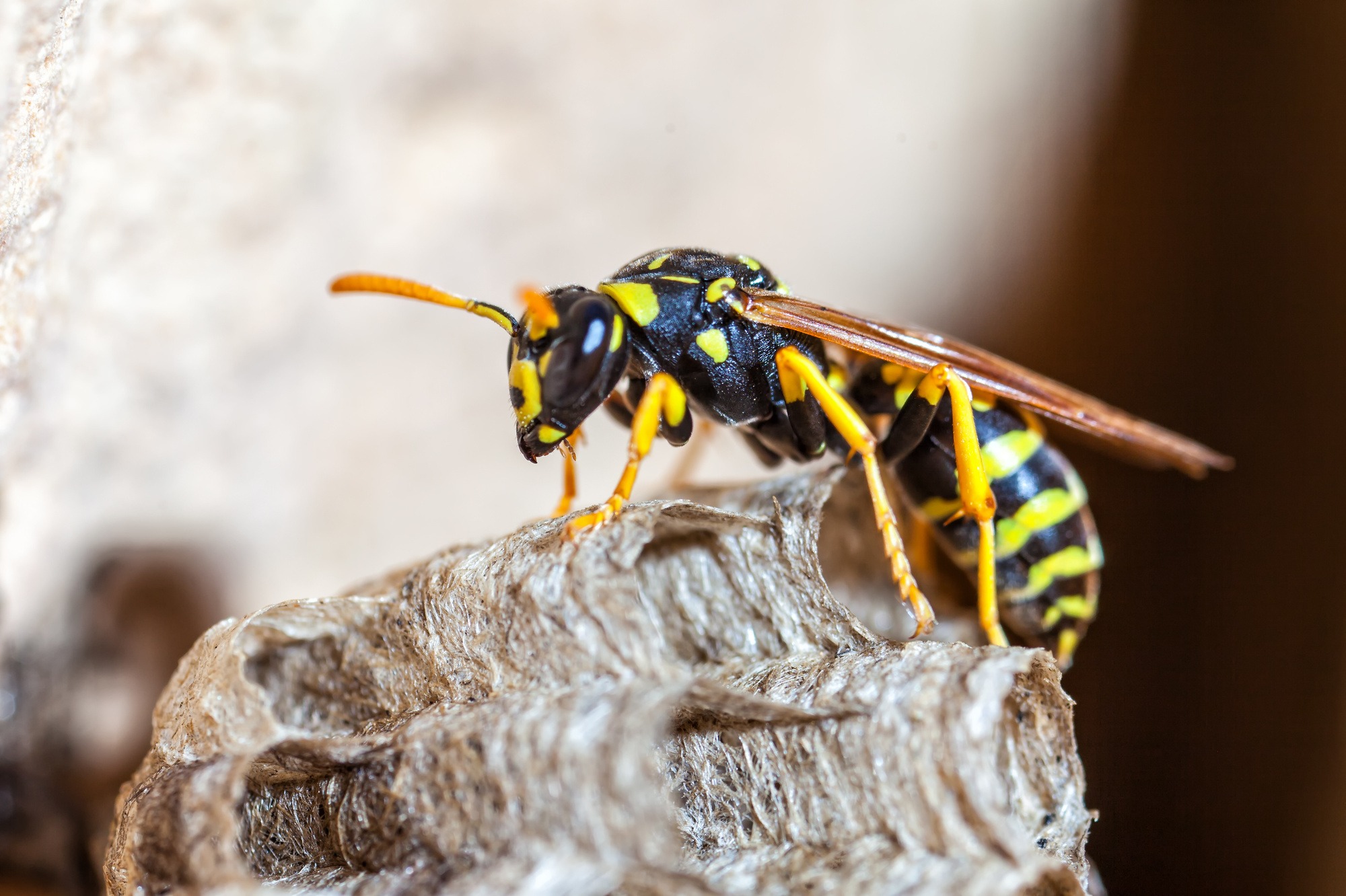 wasp removal process