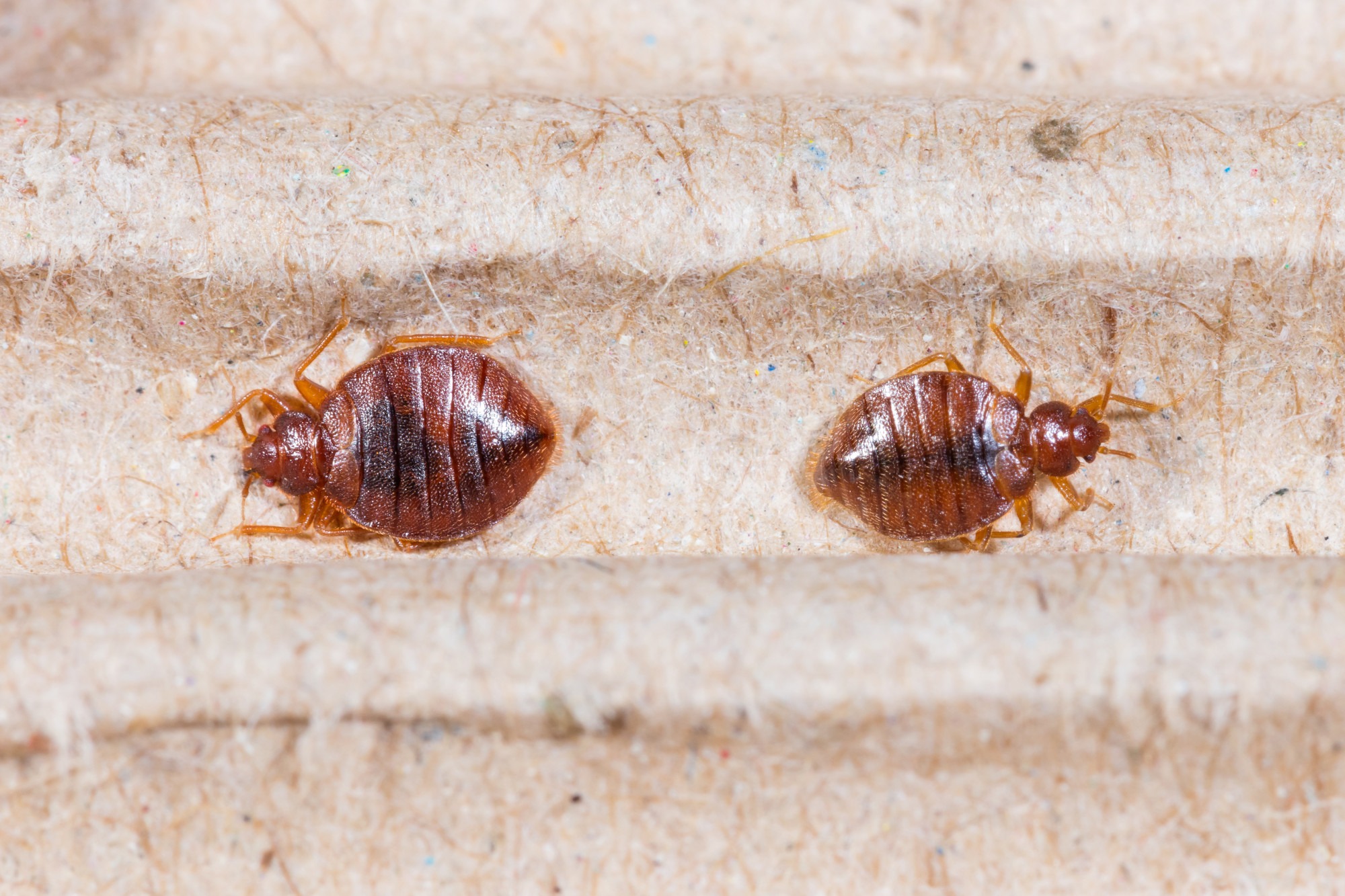 Bed Bug Control: The Warning Signs of Bed Bugs