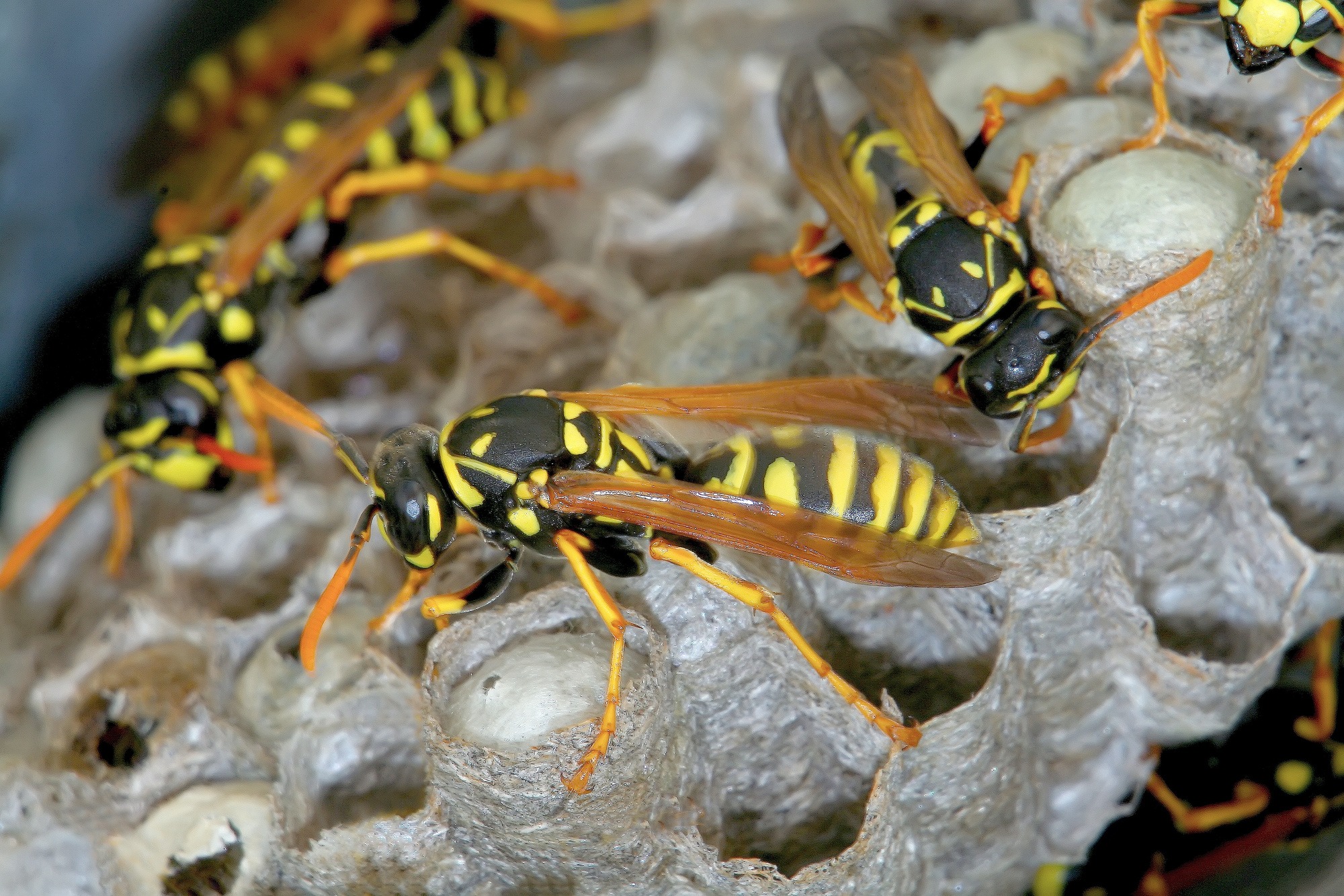 How to Get Wasps Out of Your House