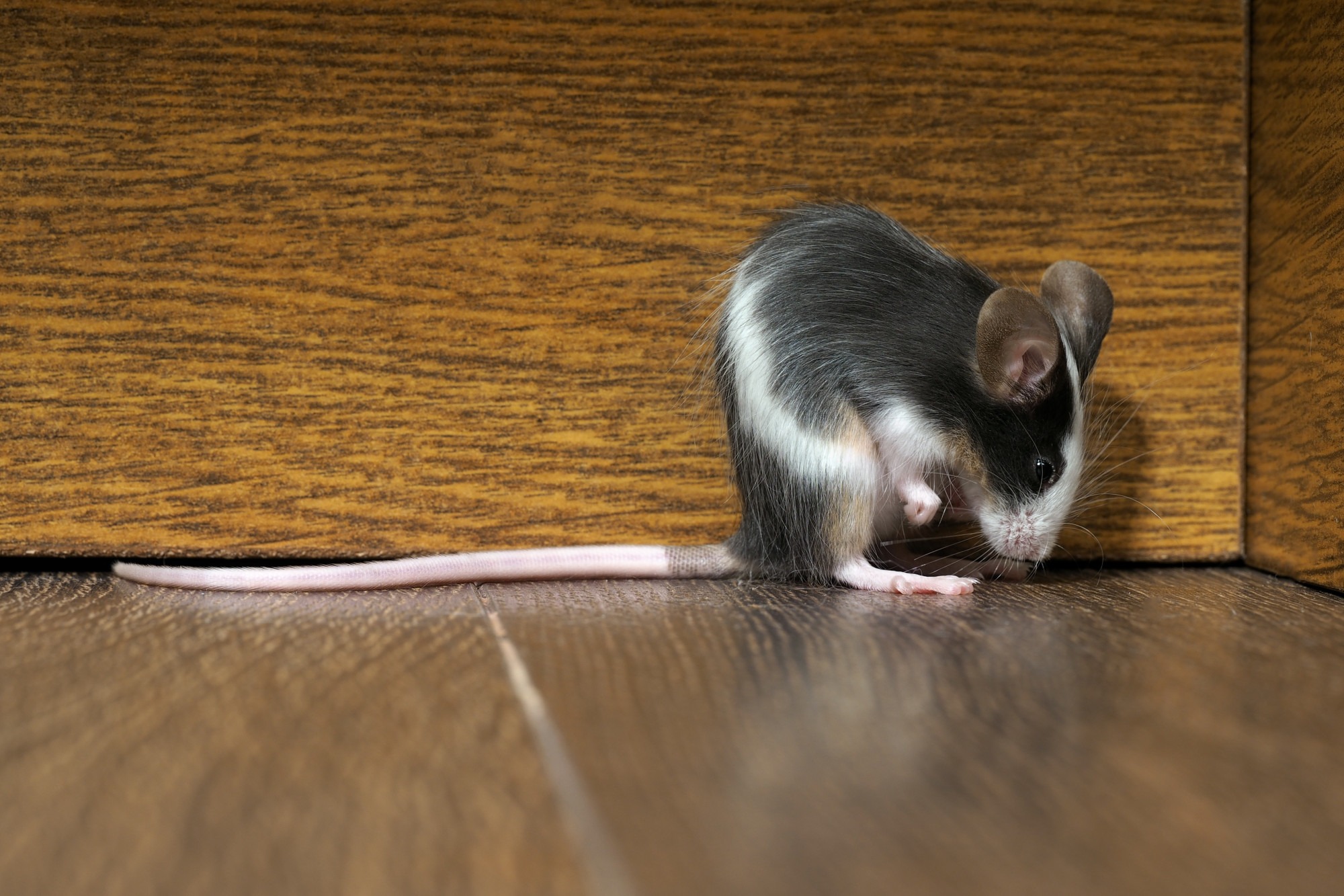 5 Signs That You Should Call Pest Control Services Immediately