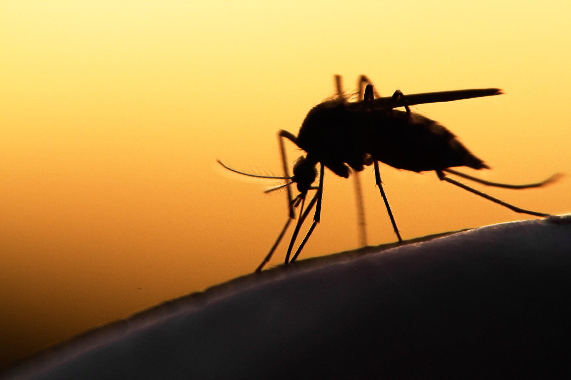 How to Know if You Need Mosquito Control Services